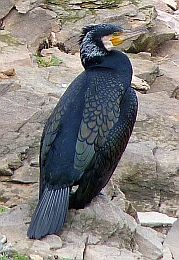 Great Cormorant  - Phalacrocorax carbo orientalis © John Muddeman